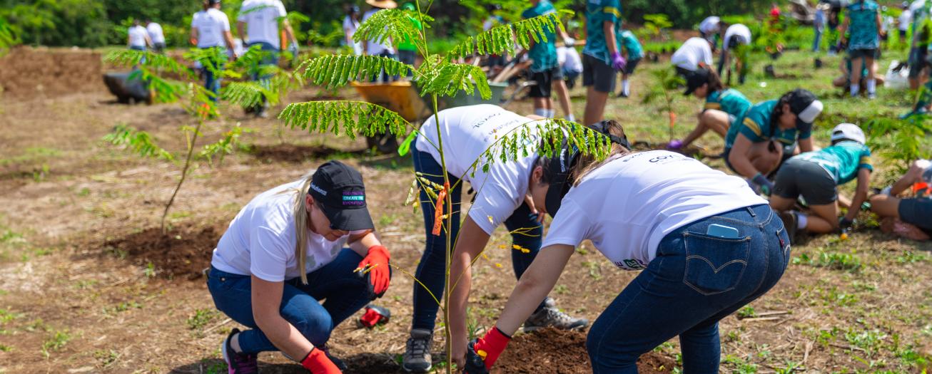 Evolution Free Zone sembró 350 árboles  junto a vecinos de Grecia