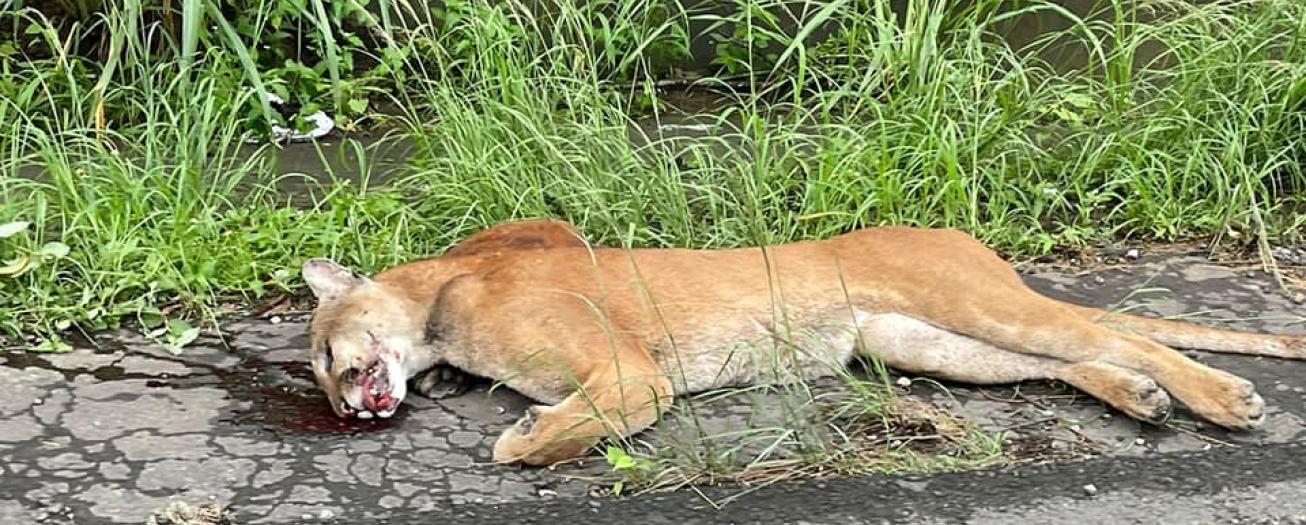 Desde hace un año hay reportes de presencia de pumas en Hacienda Pinto y Planta del Cazador