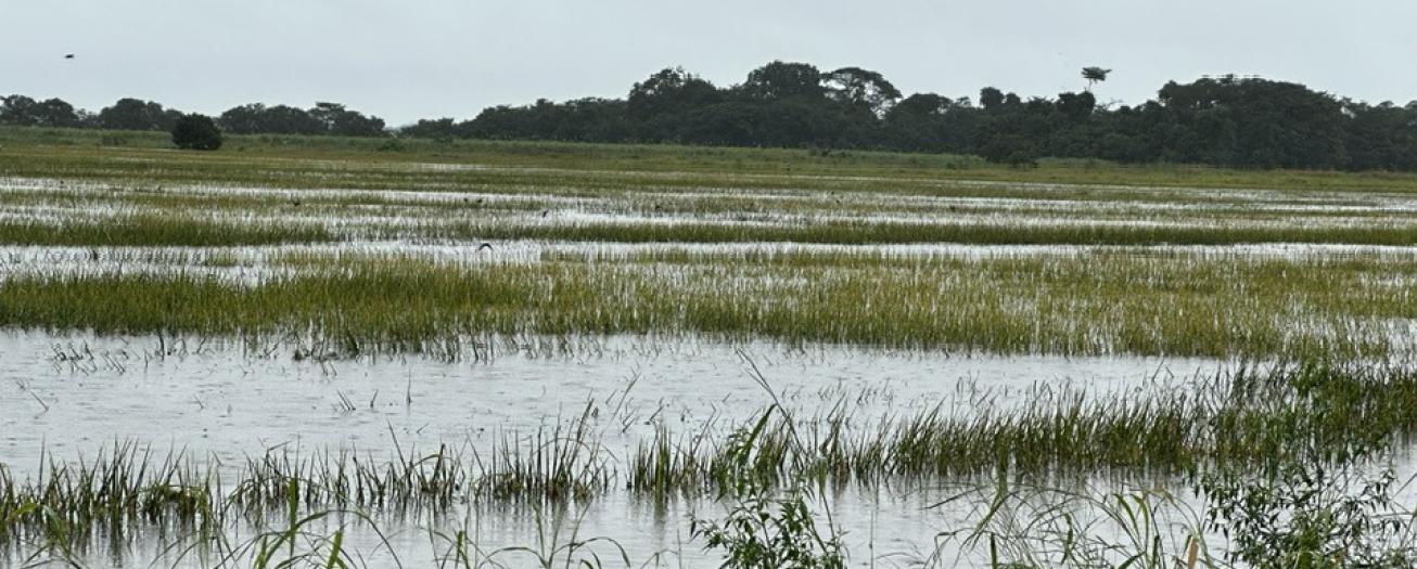 Cultivos de arroz prontos a ser cosechados, tienen  afectaciones por intensas lluvias en el país 