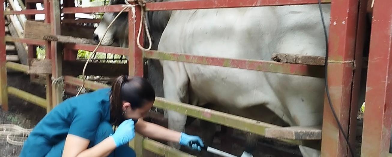 Incentivan a ganaderos a aplicar tecnologías reproductivas para seleccionar toros aptos y asegurar la rentabilidad en las empresas ganaderas