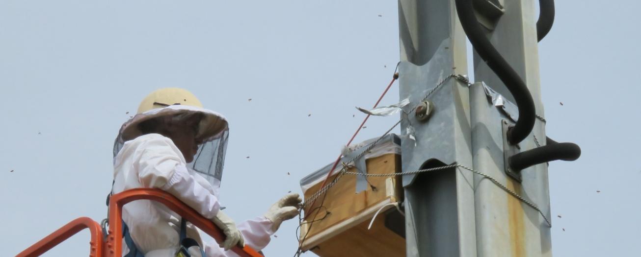 Aeropuerto Juan Santamaría se declara “Amigo de las Abejas” por sus esfuerzos para proteger esta fauna