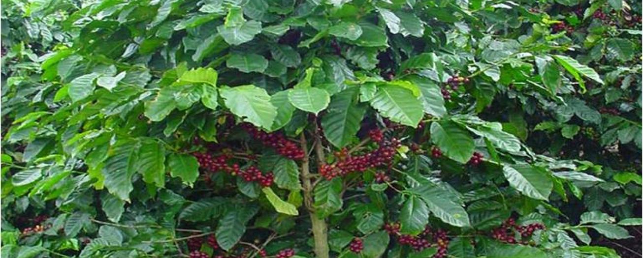 Cafetaleros contarán con póliza de riesgos del trabajo   para recolectores del grano de oro 