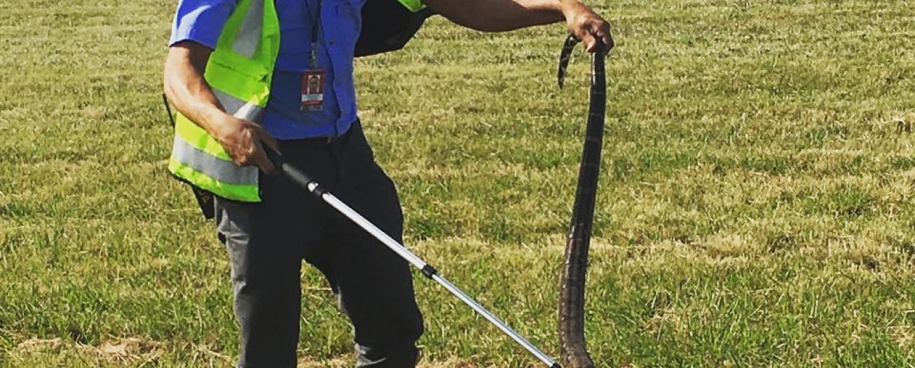 Riesgo por incidentes con fauna en el Aeropuerto Juan Santamaría disminuyó en un 45% en el último año