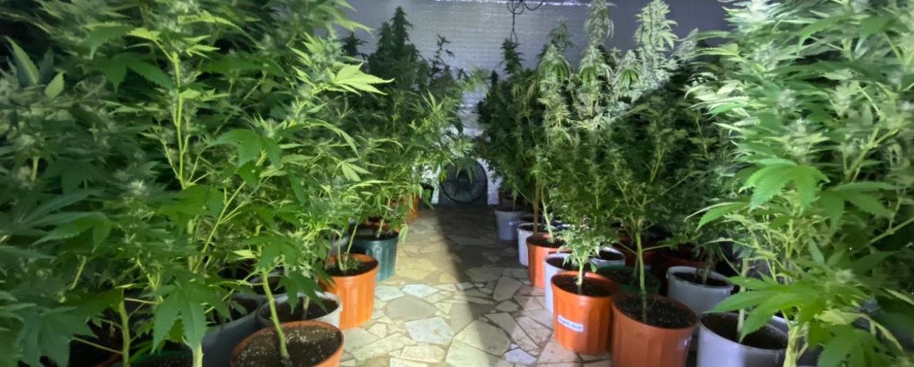 OIJ de Alajuela detiene a sospechoso del delito de Infracción a la Ley de Psicotrópicos