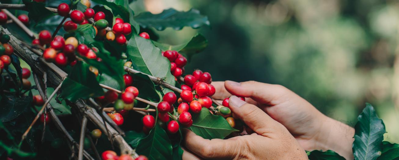 Café+ Cero deforestación: el nuevo diferenciador del café de Costa Rica