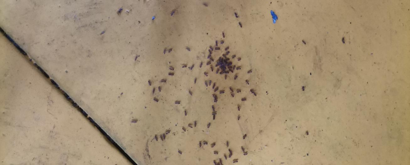  Servicio Fitosanitario alerta sobre la presencia de  “hormiga loca” en varias regiones del país