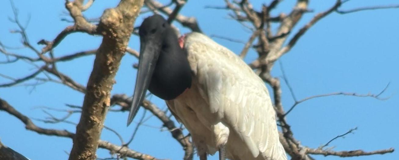 UNED lidera esfuerzos para la conservación  del jabirú en Costa Rica