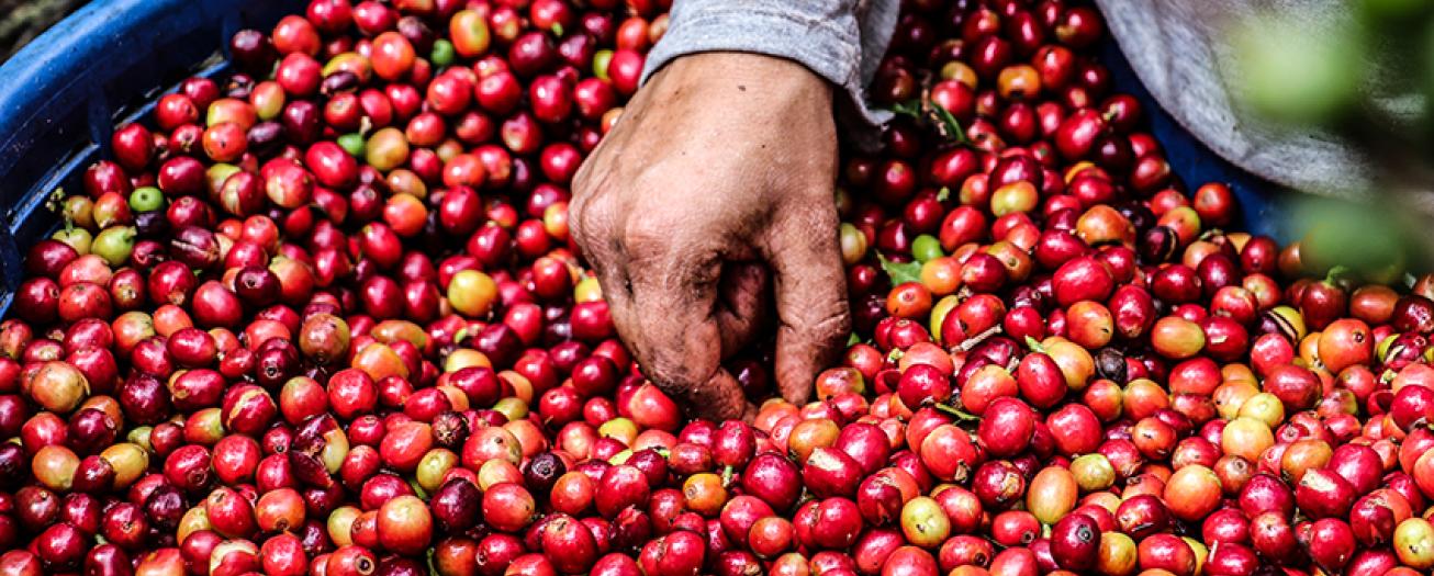 ICAFE y BN logran acuerdo para ofrecer tipo de cambio preferencial al sector cafetalero