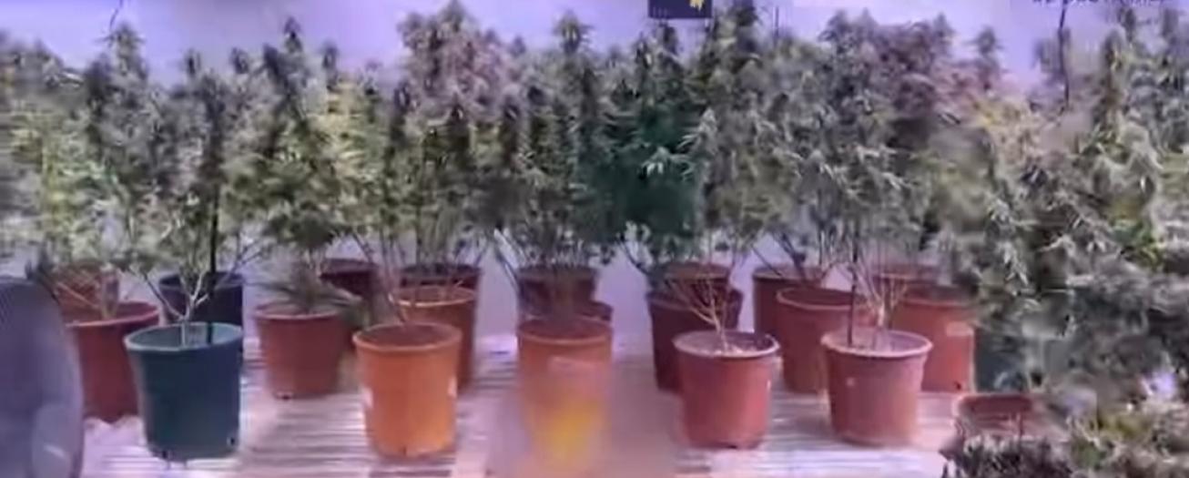 Policía desmantela laboratorio de marihuana hidropónica en Alajuela