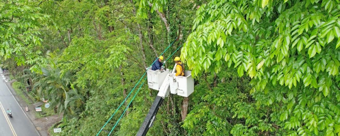 ICE ha invertido ₡1.980 millones en proteger fauna silvestre que interactúa con infraestructura eléctrica