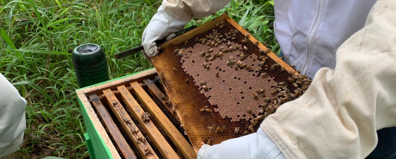 Apicultores contarán con azúcar para atender colmenas en época de lluvias 