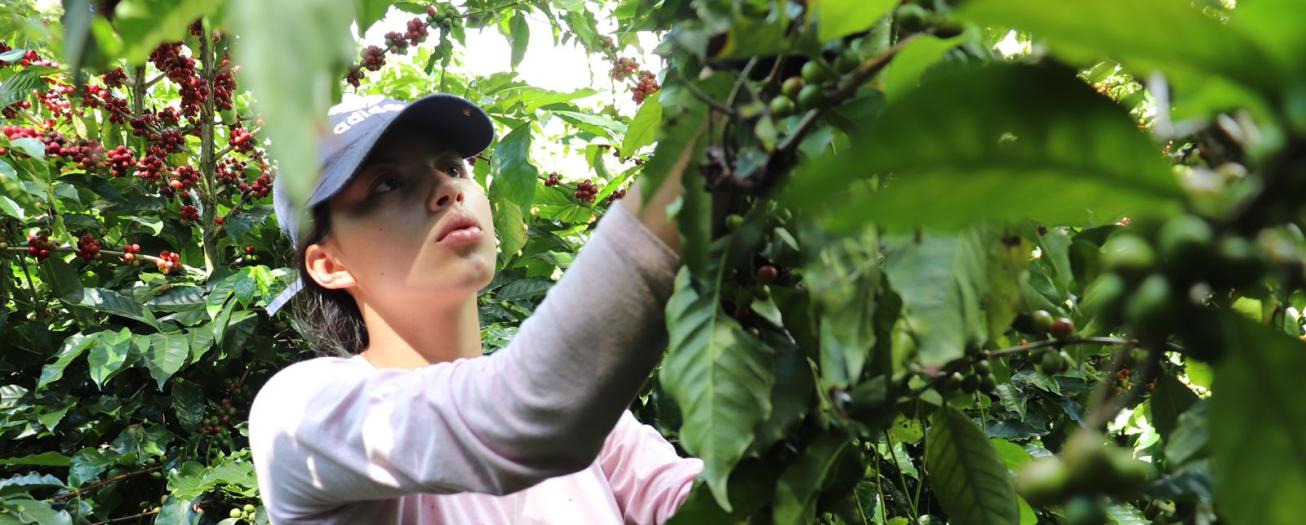Fincas cafetaleras requieren recolectores de café para la  cosecha 22-23 