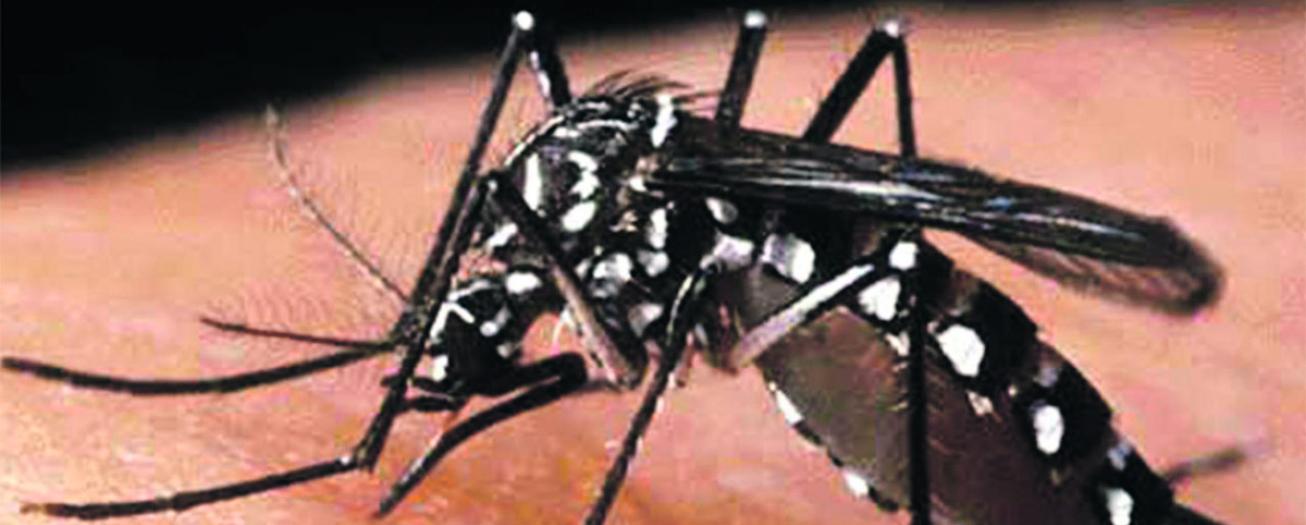 Ministerio de Salud emite alerta sanitaria por incremento de  casos de dengue 