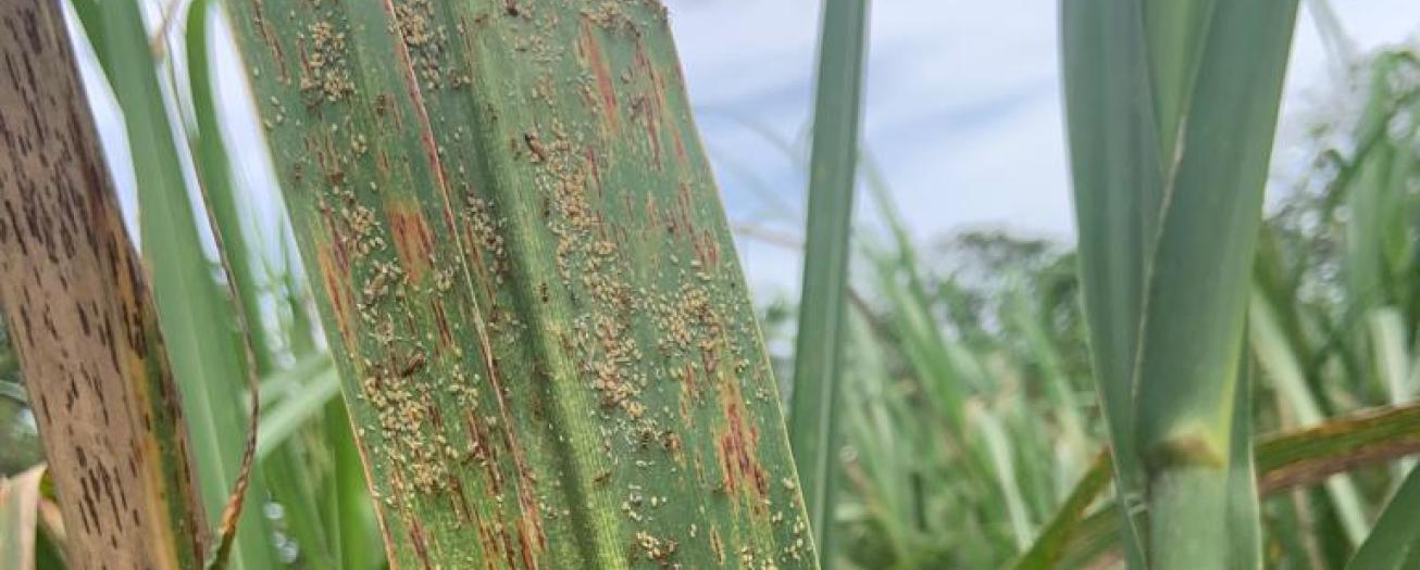 MAG autoriza uso temporal de agroquímicos para control de hormiga loca