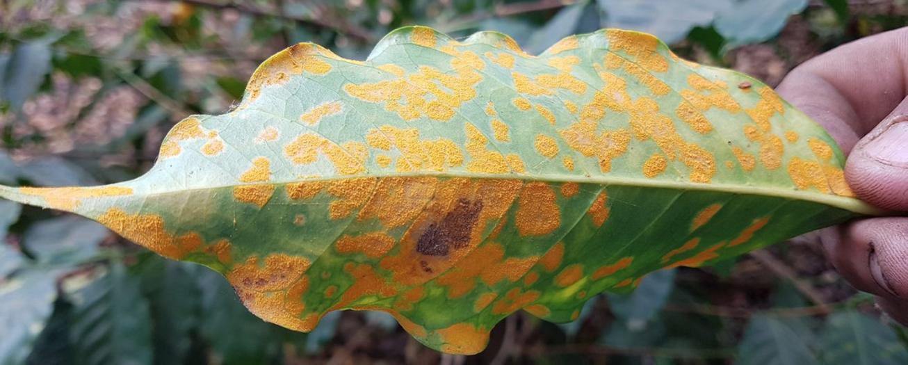 Instituciones alertan sobre aumento de la enfermedad de la roya en las plantaciones de café