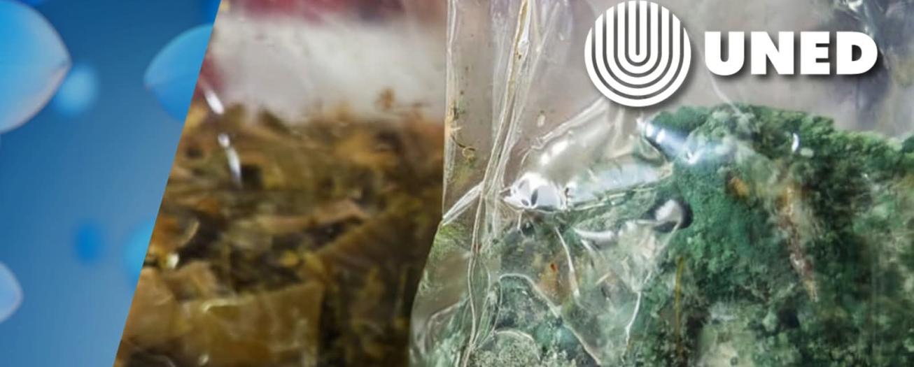Ante colapso de rellenos sanitarios en Costa Rica,  UNED ofrece solución con hongos