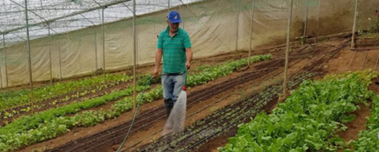 Más de 31 millones de kilos de productos orgánicos nacionales alcanzaron mercados exigentes en el 2025