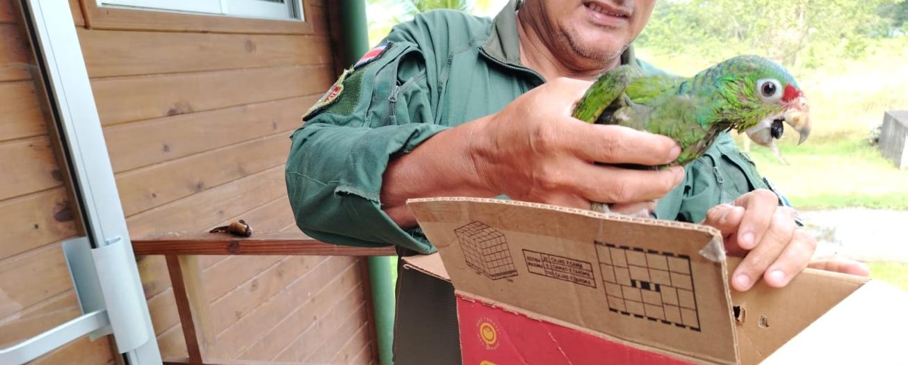 Policía de Fronteras y SINAC rescatan pichón de lora copete rojo abandonado en área protegida devastada por tala ilegal