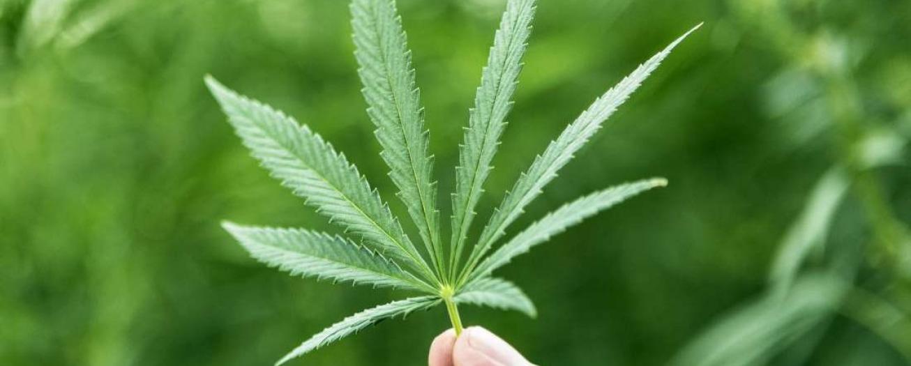 Presidente de la República envía Proyecto de Ley para el uso recreativo del Cannabis 