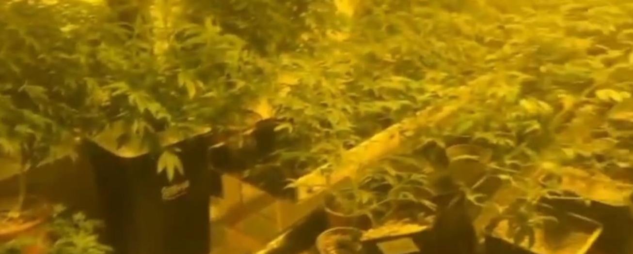 Policía encuentra en Santa Eulalia de Atenas laboratorio de marihuana en casa que iba a ser desalojada
