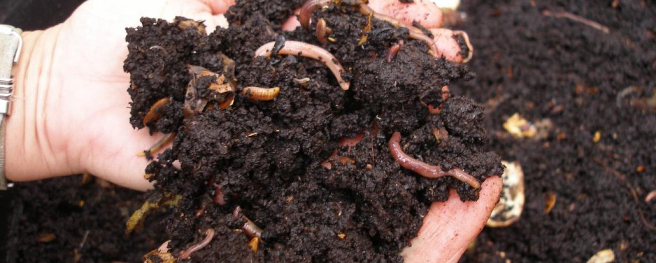 Compostaje toma fuerza en hogares costarricenses como método para reciclaje