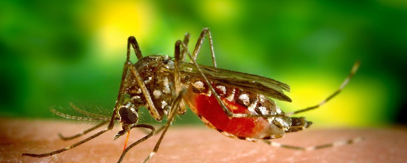 Salud pondrá en marcha nueva estrategia contra el dengue 