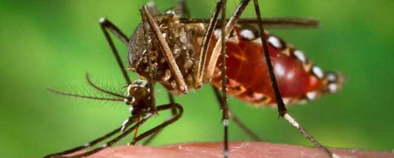 Casos de dengue bajan 69% respecto al año pasado