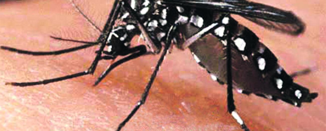 Brote de dengue afecta diferentes comunidades de Grecia